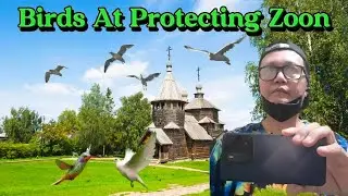 The Birds at Protecting Zoon@JLineTV                      #habitat protection #bird#nature #explore