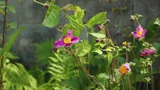 BMPCC6K 12bit BRAW 6K Video in 6K: Marsh Gardens on a Windy Afternoon