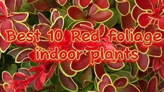 Best 10 Red foliage indoor plants 🪴✨🪴