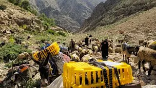 Nomadic life: 🏕See the Amazing Nomad Migration! | The End of Life in the Mountains ⛰️
