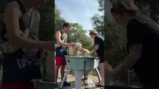 How to wash your dog like a pro - bath time!