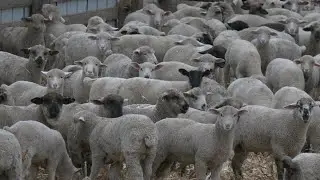 Семья Бистром из города Пьер, штат Южная Дакота, добилась успеха, вернувшись к овцеводству.