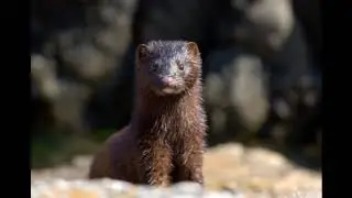 Animal Rights Activists Caused Animals To Suffer Mink Farm Madness || Facts Academy Video