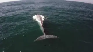 Apresentador &eacute; surpreendido por baleia azul durante filmagem de document&aacute;rio