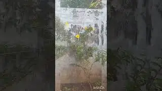 mother bird  teaching  baby bird to fly
