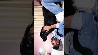 Fox Bana Zeus | #shorts #camerababavlogs