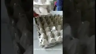 Egg Packing L Sealer Machine | High-Speed Sealing by Ascent Packaging Systems #ascentpackagingsystem