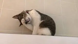 Extrem ausf&uuml;hrlicher Katzenputz - sehr goldig und knuffig