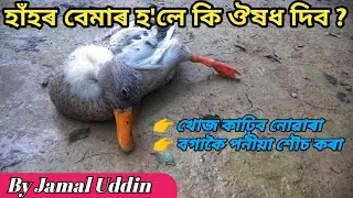 হাঁহৰ বেমাৰ হ'লে কি মেডিচিন (Antibatic) আটাইতকৈ উত্তম |  খোজ কাঢ়িব নোৱাৰা, বগা পনীয়া শৌচ আদি ।