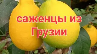 Цитрусы из Грузии на трифолиате.