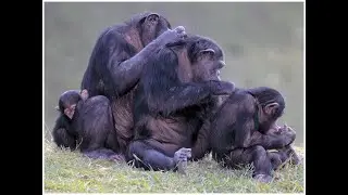 ANTH 110L - Chapter 11 Lecture - Primate Behavior