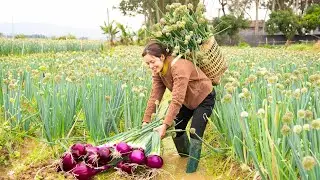 Harvest Giant Onion Flower Go to the market sell - Process onions into strips to serve with nood