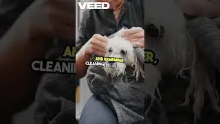 Essential Grooming Tricks Every Dog Parent Must Know!