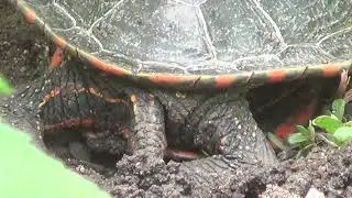 June 22, 2020 Lilly Watches Turtle Lay Eggs