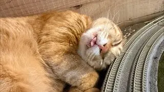There is a shortage of food for cats!猫たちのご飯が不足してます！