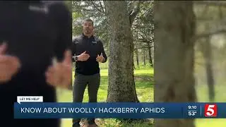 Let Me Help: Know About Woolly Hackberry Aphids