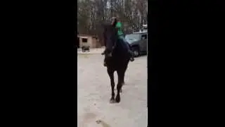 Kid Friendly Horse