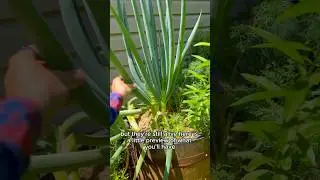 Stop Wasting Your Money Buying Chives Repeatedly! #growyourownfood #garden #homestead