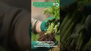 Turbo Root, Stimulator de &icirc;nrădăcinare și &icirc;ngrășăm&acirc;nt starter pentru răsaduri #turborootinradacinare