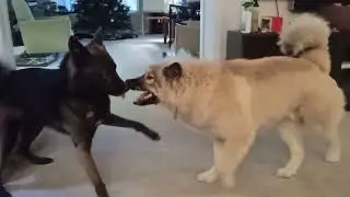 Ranger tries to eliminate his competition 