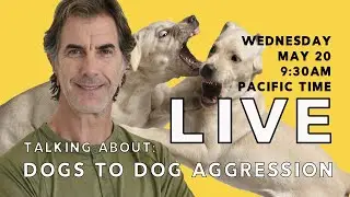 Dog to Dog Aggression LIVE - Dog Reactive Dogs - Dangerous Dogs