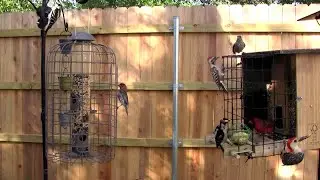 Bird Feeders in the Shade (suburban Central Texas)
