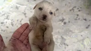 Abandoned in the Bushes, This Soaked Puppy Tried to Call for Help for Her Sisters