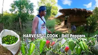SAVOR THE FLAVOR: Harvest Bell Peppers To Cook Mouth-watering Recipes
