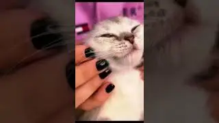 White kitty in care Wei&szlig;e Katze in Pflege كيتي الأبيض في الرعاية 💓😋🔥