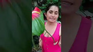 Trasplantando Anturio Hoja Flor