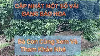 Cập Nhật 1 Số Vải Đã Báo Hoa Cho Bà Con Xem Tham Khảo
