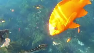 Snorkeling Catalina Island - Casino Point