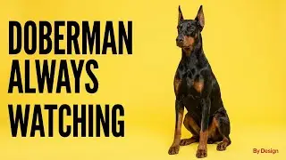 Why the Doberman Watches Everything &mdash; Even When You Think Nothing&rsquo;s Happening