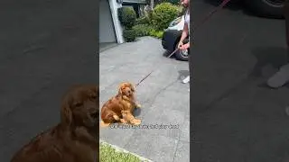 Helping my dog overcome her fear of the Groomer! #goldenretriever #doggrooming #tutorial