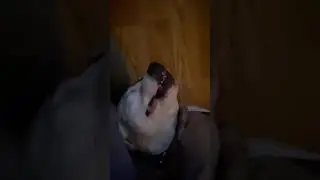 Dog playing dead #funny #dog #love #animals #cute #fun #dogs #doglife #shorts #video #shortvideo
