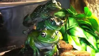 Today the Stickyfrogs carefully attempted the Three-Frog-Stack again! (Further practice is required)