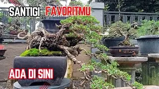 Bukan sekedar jual bonsai⁉️ Tonton sampai habis biar paham