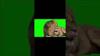 Lion Green Screen Video Editing @HowToGreenScreen ​⁠ #shorts