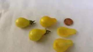 Organic yellow pear heirloom cherry tomato plants grow review.  For organic gardening