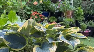 【养花】适合小院子、阳台盆栽的观叶植物/超好養觀葉盆栽植物（視頻最後有彩蛋💥🎊）