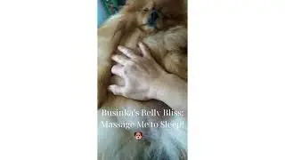 Businka&rsquo;s Belly Bliss: Massage Me to Sleep! 🐶💤