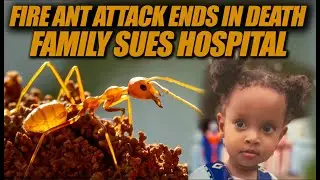 Georgia Family Files Wrongful Death Lawsuit After 2-Year-Old Dies from Fire Ant Bite
