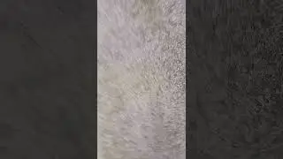 Test petardo trac rendino della fausto scudo