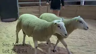 Lleyn Pen F 2025