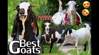 Top10 Most beautiful Farm Animals | Goat farming | Hassan goat farm | Pakistan qurbani lovers