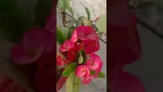 natural beauty 😍 #shortvideo #naturereel #naturevlogs