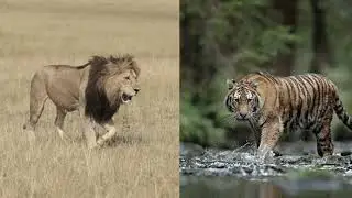 Key Achievements of Arthur Tansley in Ecology | Tamil