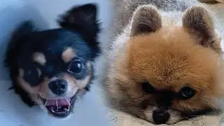 8-Year Old Dog Meets A Months-Old Pup...Wait Until The End