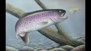 Top 10 Trout Fishing Lakes in Delaware!  2024🎣