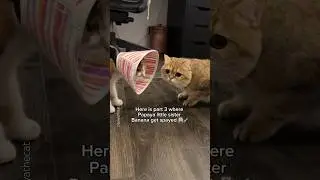 Spay surgery PT 3️⃣ help my cats are not getting along 😩😂 #cat